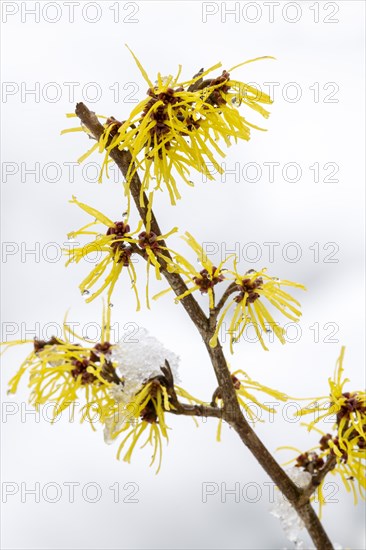 Witch-hazel