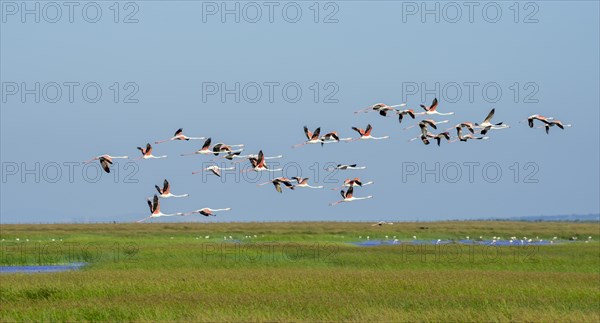 Greater flamingos