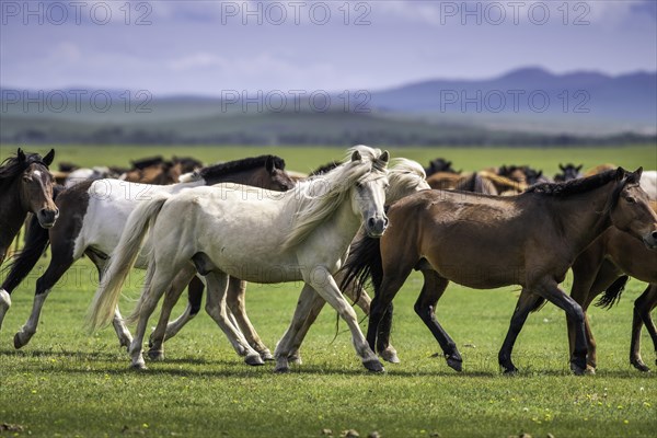 Domestic Horses