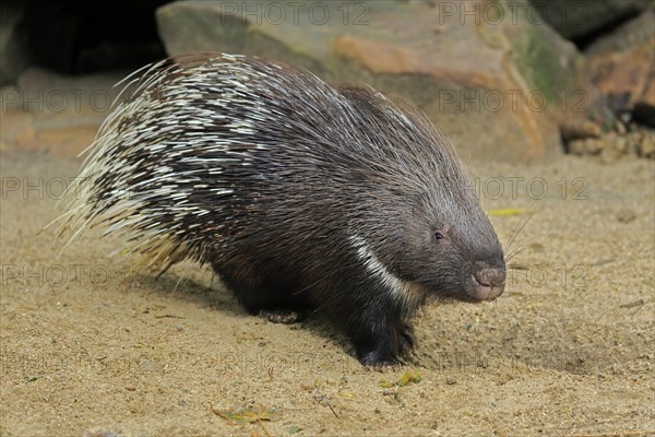 Indian white-tailed porcupine