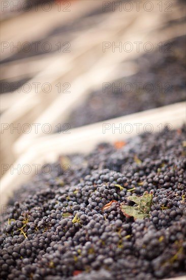 Harvested ripened wine grapes in crates