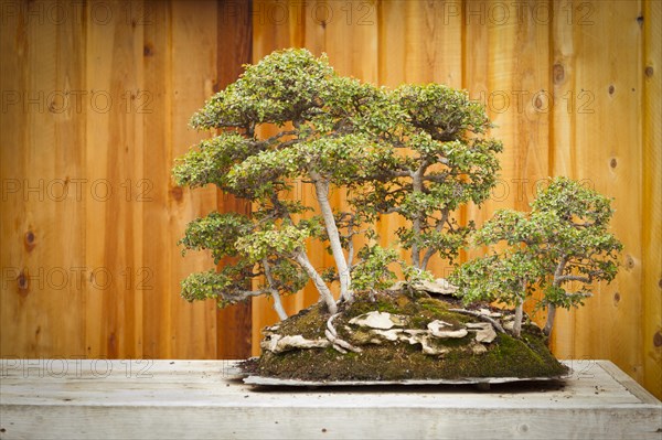 Beautiful elm bonsai tree forest against wood fence