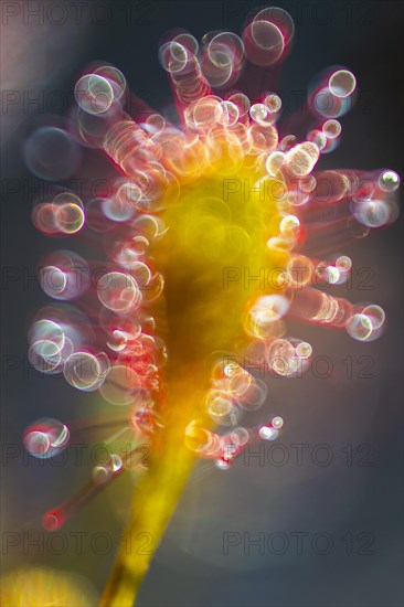 Sundew