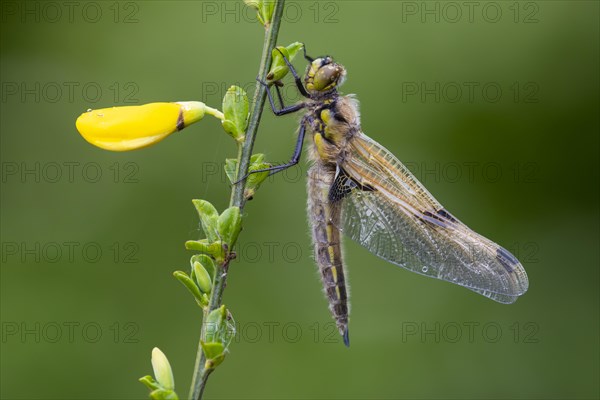 Four-spotted chaser