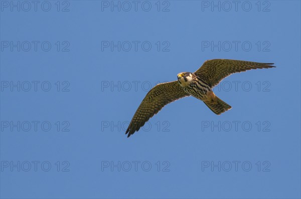 Eurasian hobby