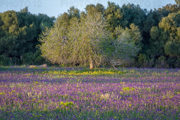 Flowering meadow with fig tree