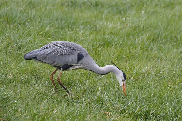 Grey heron