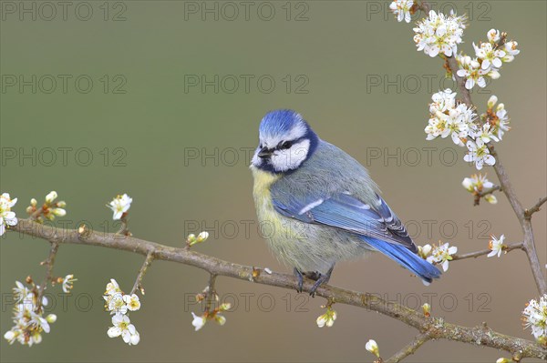 Blue tit