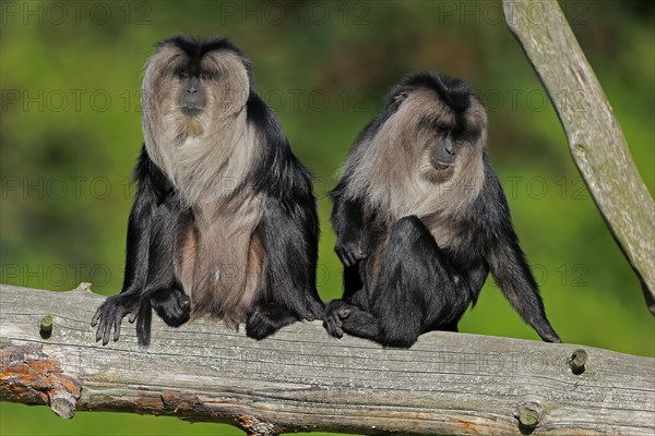 Lion-tailed macaque