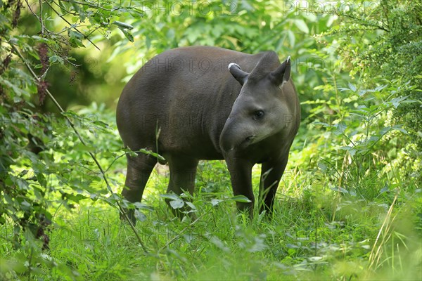 Lowland tapir