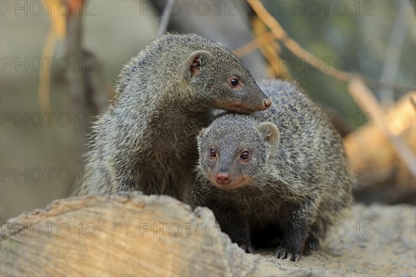 Dwarf mongoose