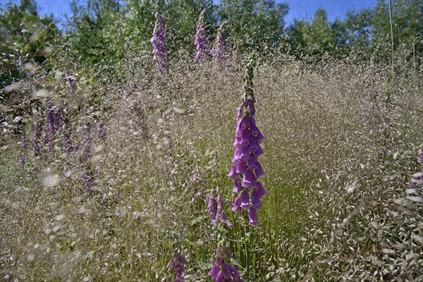 Common foxglove