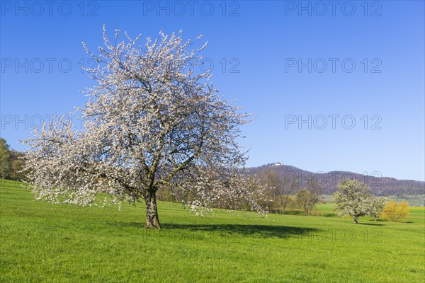 Orchard meadow