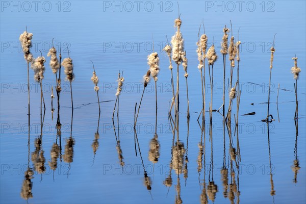 Bulrush