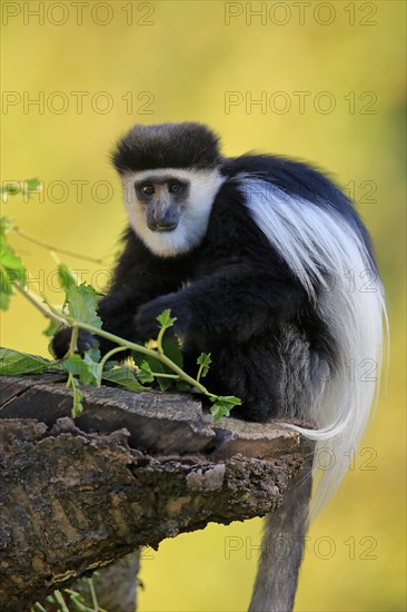 Mantled guereza