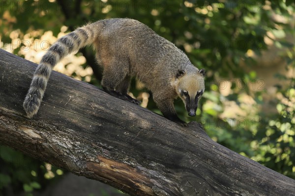 South American coati