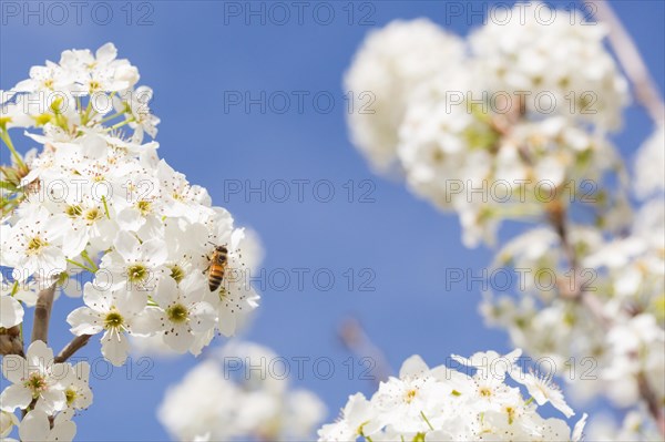 Honeybee harvesting pollen from blossoming tree buds
