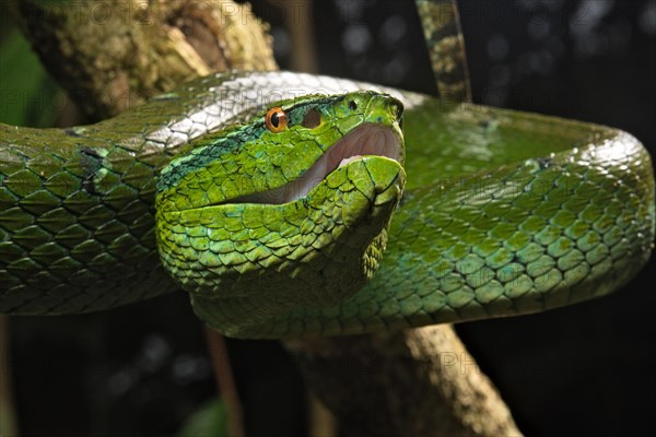 North Philippine Temple Pit Viper