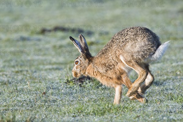 European hare