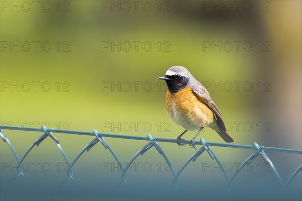 Common redstart