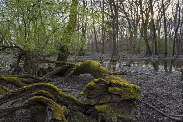 Floodplain