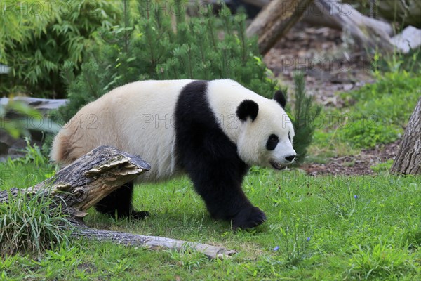 Giant Panda