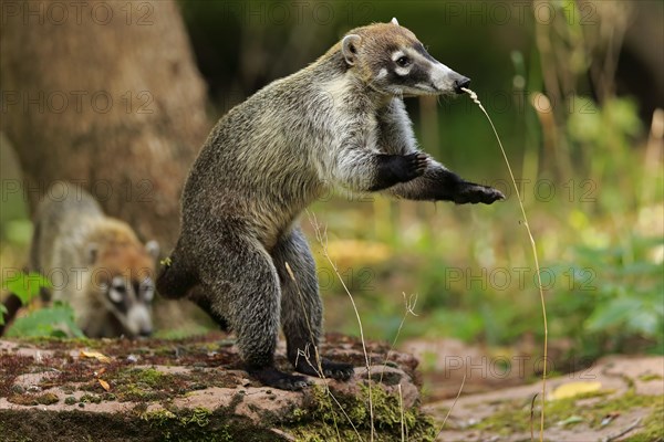 White-trunked coati