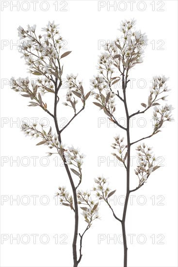 Flowering branches of a weeping pear