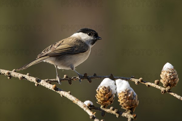 Marsh tit