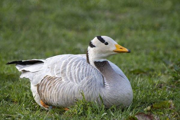 Bar-headed goose