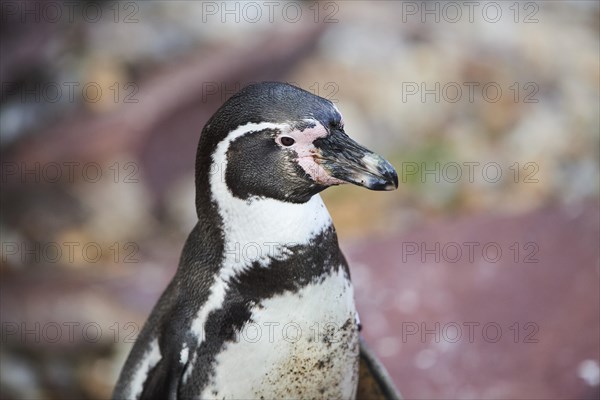 Humboldt penguin