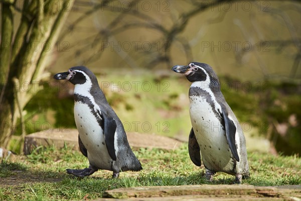 Humboldt penguins