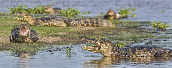 Spectacled caiman