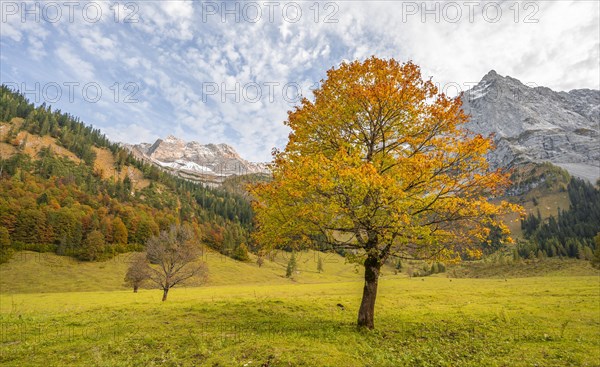 Maple tree with autumn leaves