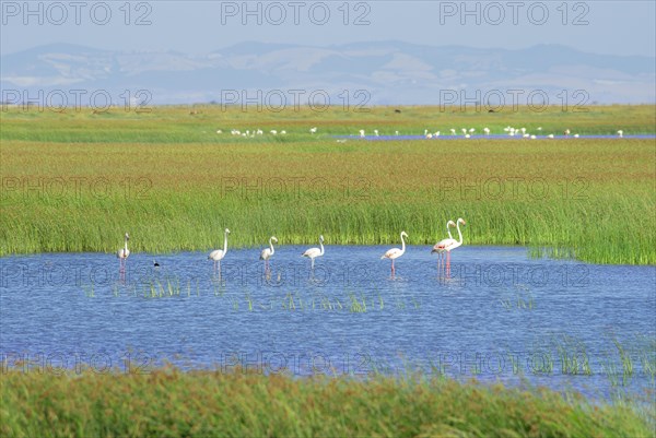 Greater flamingos