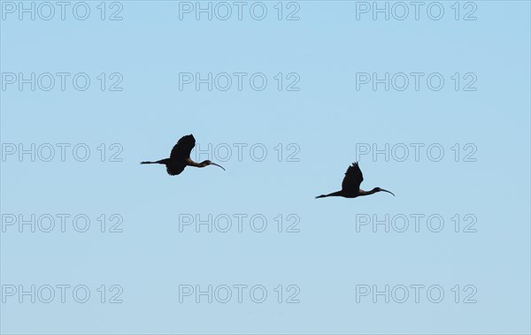 Glossy ibis