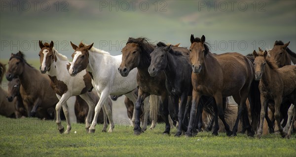 Domestic Horses