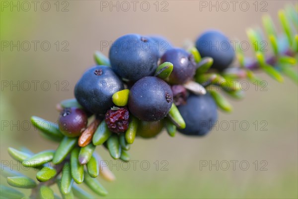 Crowberry