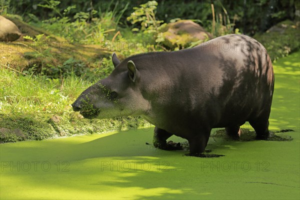 Lowland tapir