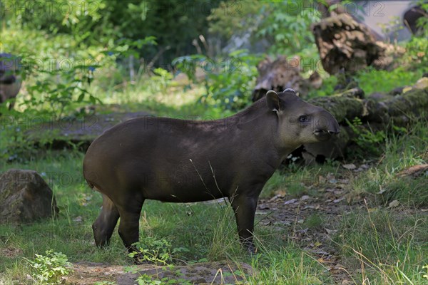 Lowland tapir