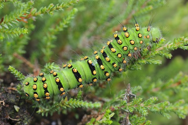 Caterpillar of a night peacock