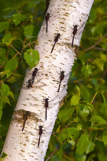 White-faced darter