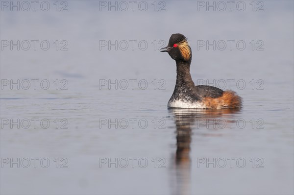 Calling Black-necked Grebe