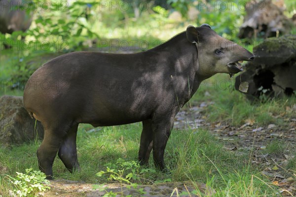 Lowland tapir