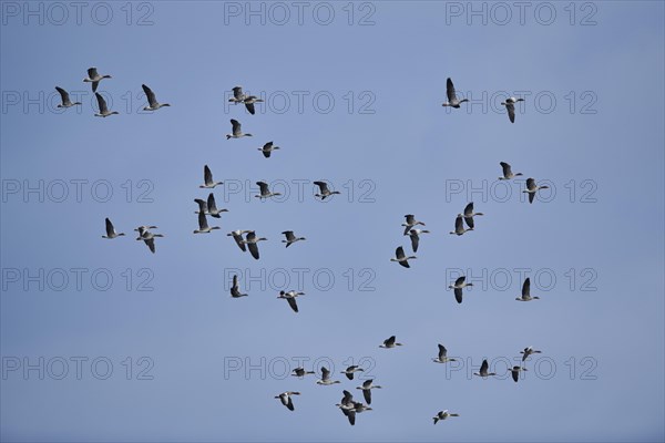 Flying Greylag goose