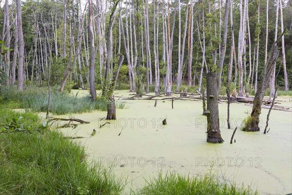 Alder forest in wetland with duckweed