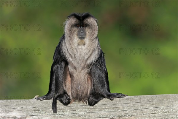 Lion-tailed macaque