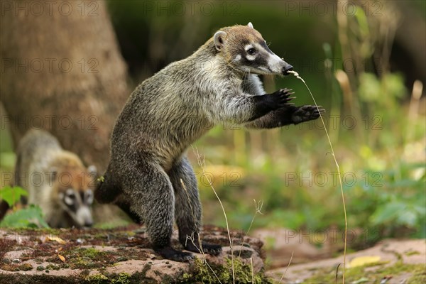 White-trunked coati