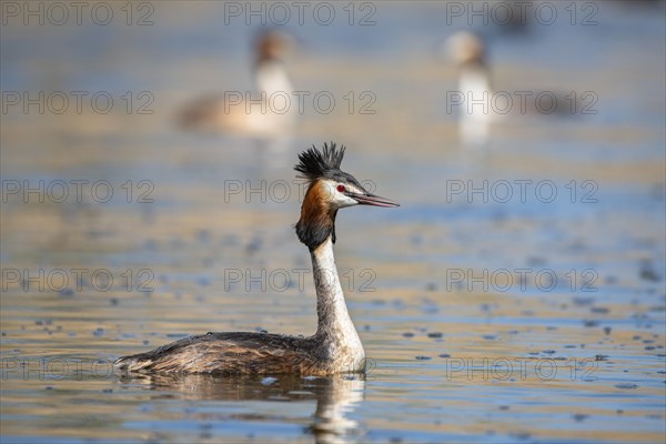 Great crested grebe