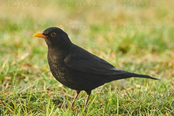 Common blackbird